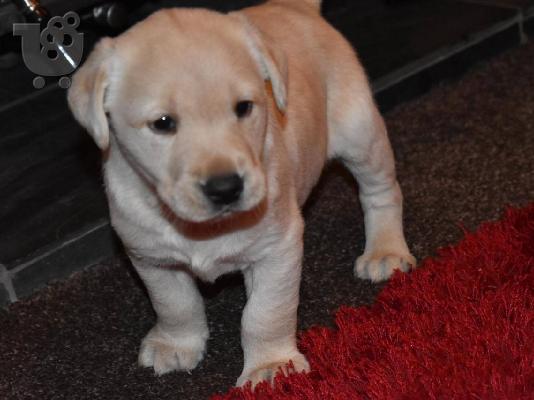 PoulaTo: Η KC καταχωρήθηκε Fox Red Labrador